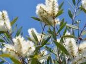 Niaouli, plante différents usages