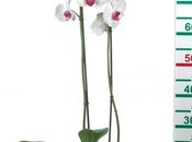 orchidées prix mini chez Lidl