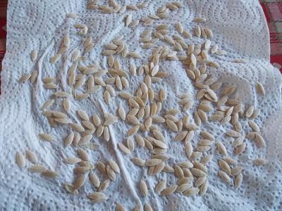 Concombre : comment faire ses propres graines