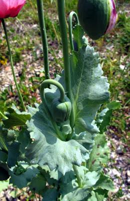 Papaver somniferum (Pavot somnifère) et variétés horticoles