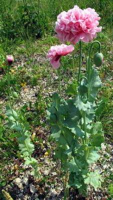 Papaver somniferum (Pavot somnifère) et variétés horticoles