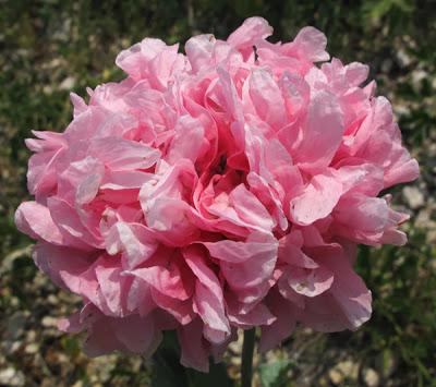 Papaver somniferum (Pavot somnifère) et variétés horticoles