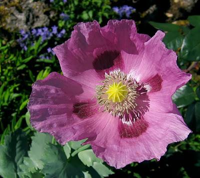 Papaver somniferum (Pavot somnifère) et variétés horticoles