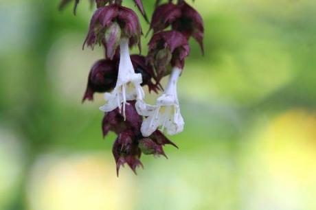 6 leycesteria marnay 21 sept 2013 056.jpg
