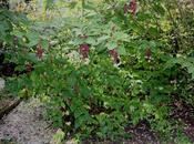 Leycesteria formosa