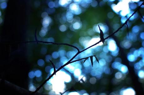Je suis allée aux champignons