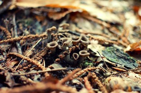 Je suis allée aux champignons