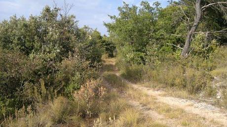 Les bois communaux – A22