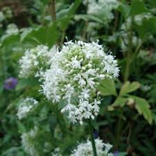 Me revoilà ... Je voudrai tout d'abord vous remercier pou...