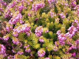 Me revoilà ... Je voudrai tout d'abord vous remercier pou...