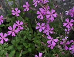 Me revoilà ... Je voudrai tout d'abord vous remercier pou...