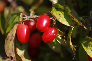 Le jardin de Grand-papa