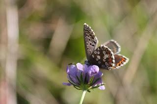 Le jardin de Grand-papa