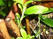 Boutures Budleia réussies