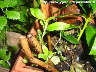 Boutures de Budleia réussies !