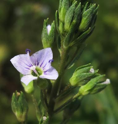 Veronica anagallis-aquatica (Mouron aquatique, Véronique mouron d'eau)