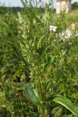 Veronica anagallis-aquatica (Mouron aquatique, Véronique mouron d'eau)