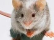 ALZHEIMER: nouveau traitement oral empêche neurodégénerescence chez souris Science Translational Medicine
