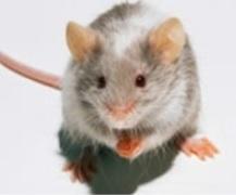 ALZHEIMER: Un nouveau traitement oral empêche la neurodégénerescence chez la souris – Science Translational Medicine