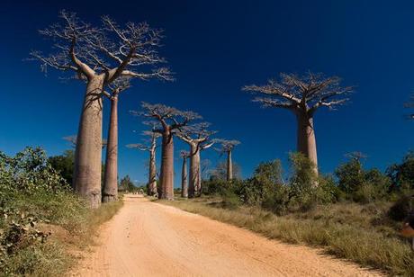 allée de Baobabs
