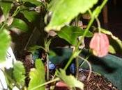 Bouture d'Abutilon réussie