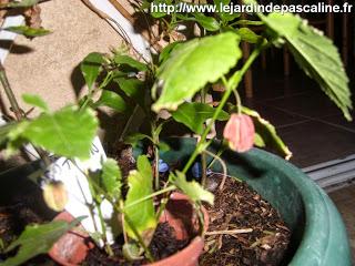 Bouture d'Abutilon réussie !!!