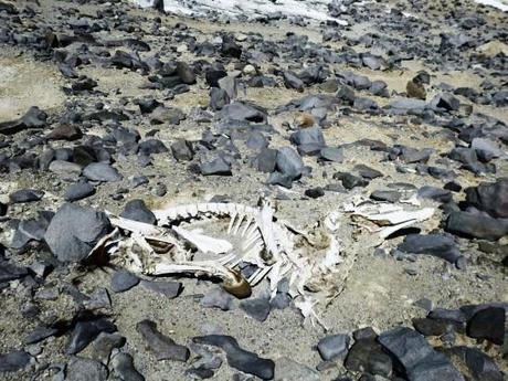 Aventure – Ascension Aconcagua part.1 Aconcagua-argentina-mendoza-climbing-7-summits-andes-aurelien-conty-moutain-basecamp-tent-bagback-10