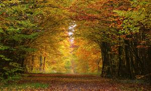 imageautomne AUTOMNE -LA SAISON DE L’INTÉRIORISATION