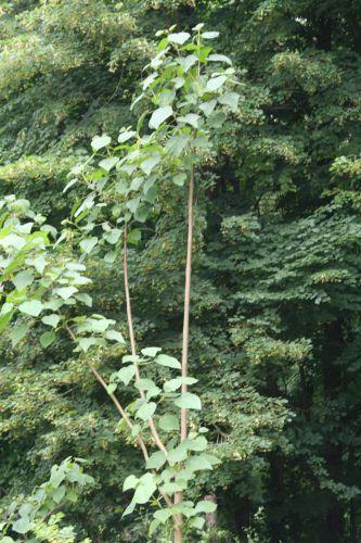 1 Paulownia catalpifolia Segrez 029.jpg