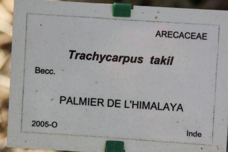 trachycarpus takil marnay 21 sept 2013 093 (2).jpg