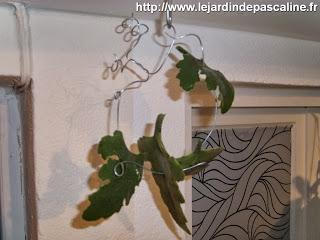 Bouture de Kalanchoe Beharensis...déco !