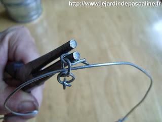 Bouture de Kalanchoe Beharensis...déco !