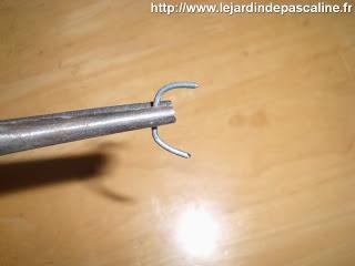 Bouture de Kalanchoe Beharensis...déco !