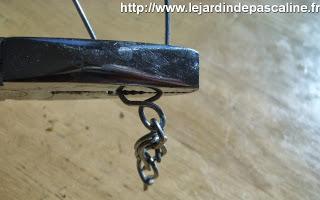 Bouture de Kalanchoe Beharensis...déco !