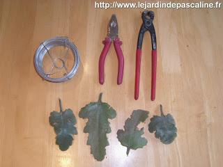 Bouture de Kalanchoe Beharensis...déco !