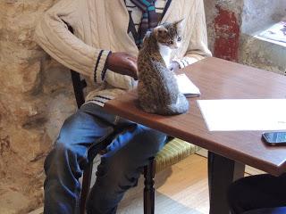 Le café des chats