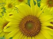 Pensée jour Passion