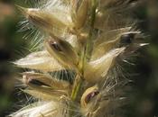 Melica ciliata (Mélique ciliée) "mauvaise herbe" protégée.