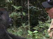 Retrouvaille d'un gorille soigneur après 5ans séparation