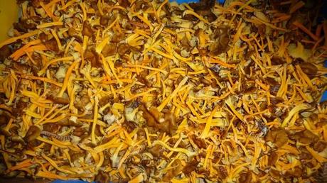 chanterellesP1400282