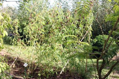 a glycyrrhiza pallidiflora marnay 21 sept 2013 074.jpg