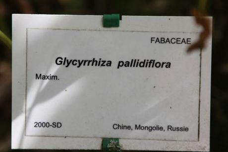glycyrrhiza marnay 21 sept 2013 074 (7).jpg