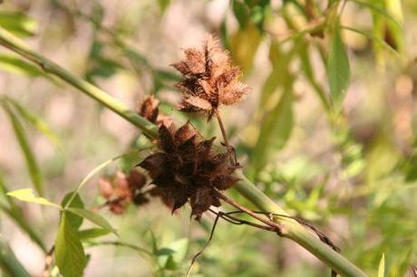 glycyrrhiza marnay 18 sept  2010 052.jpg