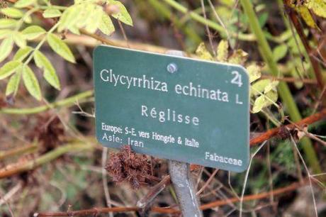 3 glycyrrhiza echinata paris 10 nov 2012 185.jpg