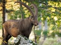 Bouquetin en sous-bois dans la réserve du Creux-du-Van…