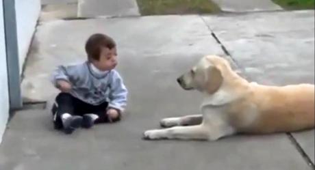 Dans Labrador il y a « Or » ! la preuve !