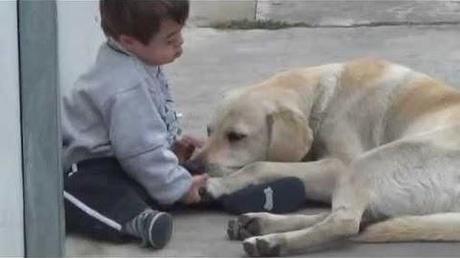 Dans Labrador il y a « Or » ! la preuve !