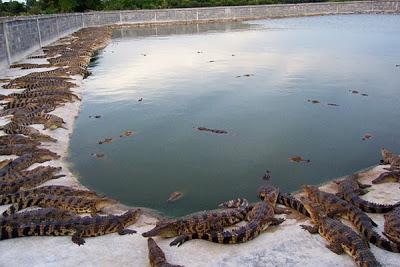 Thaïlande inondation Viande de crocodile pour les sinistrés