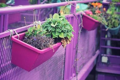 EYE OF THE TIGER EYE OF THE TIGER