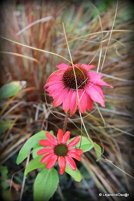 J'ai réalisé qu'il était temps de prendre quelques photos...